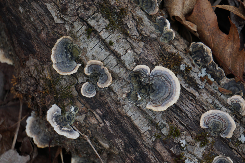 Illustration for article titled Here's some turkey tail or maybe its false turkey tail